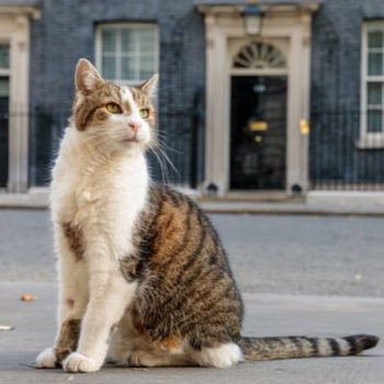 Number 10 Cat⠀⠀⠀⠀⠀⠀⠀⠀⠀⠀⠀⠀⠀⠀⠀⠀⠀⠀⠀⠀⠀⠀⠀⠀⠀⠀⠀⠀⠀⠀⠀⠀⠀⠀⠀⠀⠀GpXNVEAKjvzBe66f2Ypz7jP2z8N7C2AU29cySYjvAia8 币种
