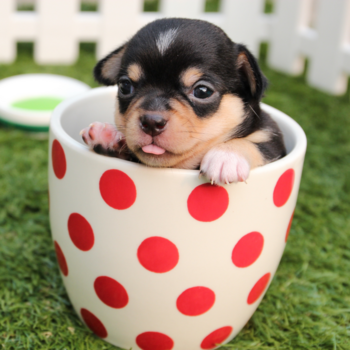 Token Pup in a Cup