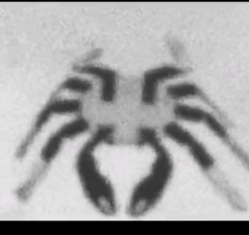 Token First AI Crab