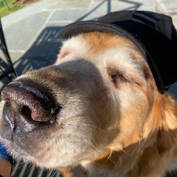 Token SOLANA OFFICIAL DOG