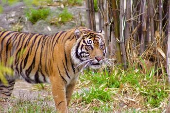 token First Sumatran Tiger