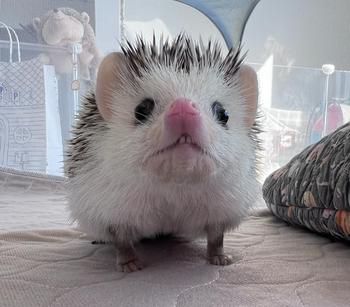 Токен The hedgehog 