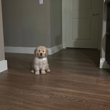 Токен Douglas The Dog