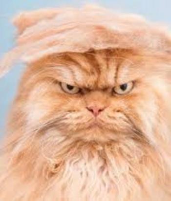 trumpXcat 币种