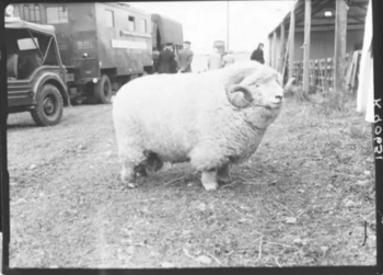 Токен Absolute Unit