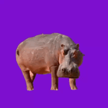 Token 🟪🦛🟦🦛🟨🦛🟩