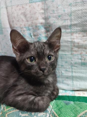 MICHI OWNER NEW CAT 幣種