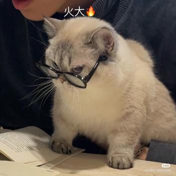 glasses cat Token
