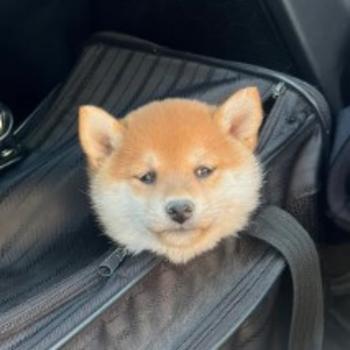 Mochi Shiba Inu token