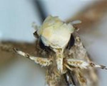 Neopalpa donaldtrumpi token