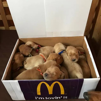 Token Nuggets
