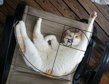 Thats acute cat 幣種