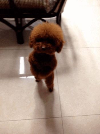 wiggly wiggly  币种