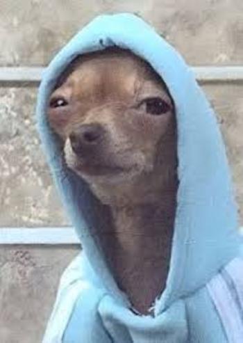 Jeton Dog wif jacket