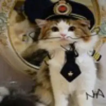 Jeton Neuracat