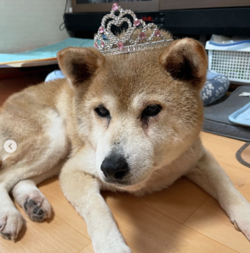 Ao-chan 幣種
