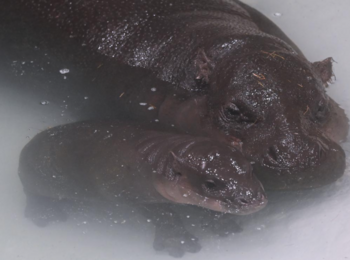 Pygmy Hippo Name 币种