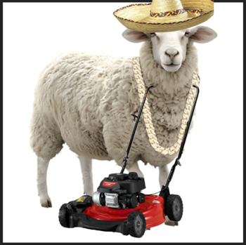 the mexican sheep 币种