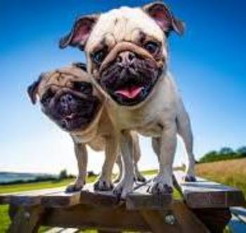 Token DOGYES