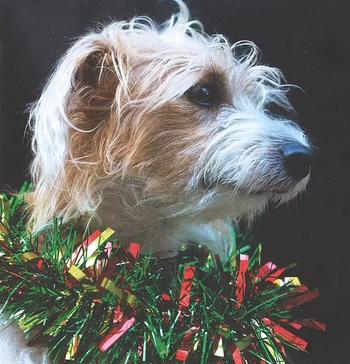 Official Christmas Dog 币种