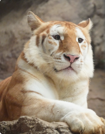 Golden Tiger-token