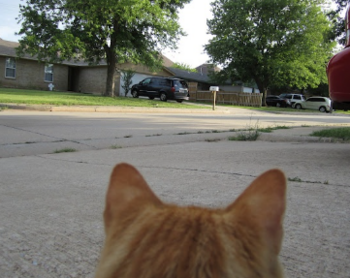 Token CAT POV LIVE ON KICK