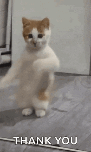 Dance Cat Token