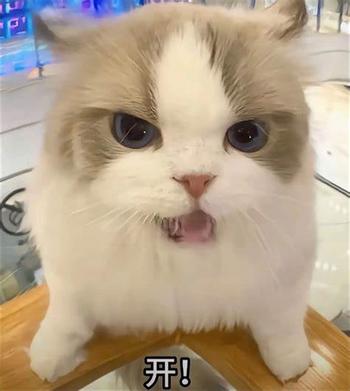 Jeton kaiCAT
