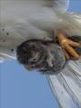 VOLE