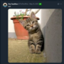 KAT