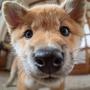 Mako