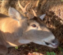 LittleBuck