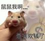 鼠鼠我啊