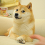 The Doge NFT token