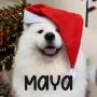 Jeton Maya