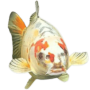 BOB 币种
