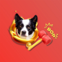Bop Dog 幣種