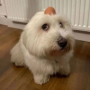 dog with egg on head Token
