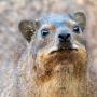 Screaming Hyrax Token