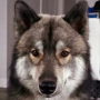 token JUSTICE FOR ODIN THE DOG