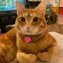 1st Tax Free Cat 币种