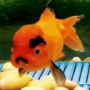 Jeton Glub
