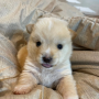 Токен BOPPY
