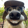 WOOF Token