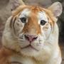 Token Ava The Golden Tiger