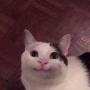 Jeton Happy Cat