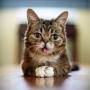 Token LIL BUB