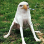 smoking eagle dog Token