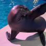 Jeton Arie The Sealion