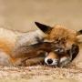 Token Funny Fox